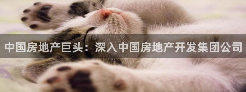 永利集团董事长